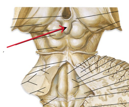 <p>Which gland is located in roof of the third ventricle?</p>