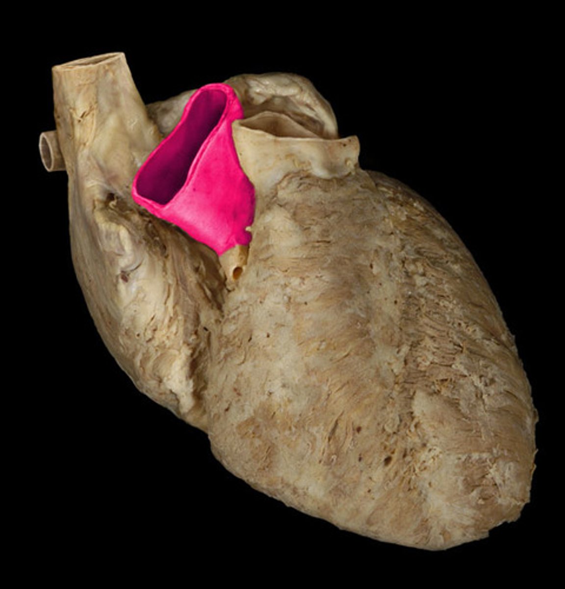 <p>space. Circle top, but closes the big split.</p>