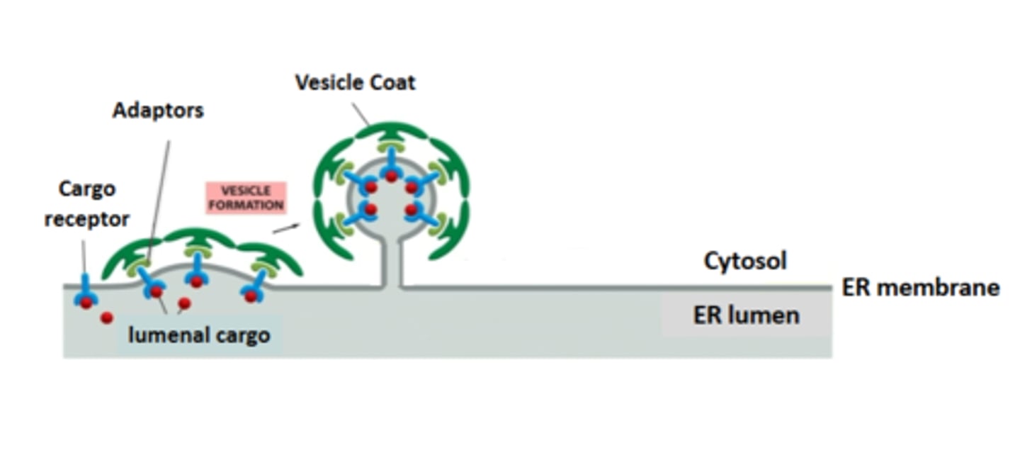 <p>coat proteins bind cargo adaptors shaping the membrane into a vesicle</p>