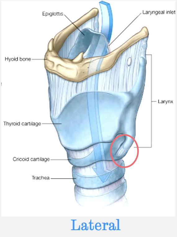 <p>the inferior horn of the thyroid cartilage and the lateral aspect of the cricoid cartilage</p>