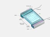<p>Electrophoresis</p>