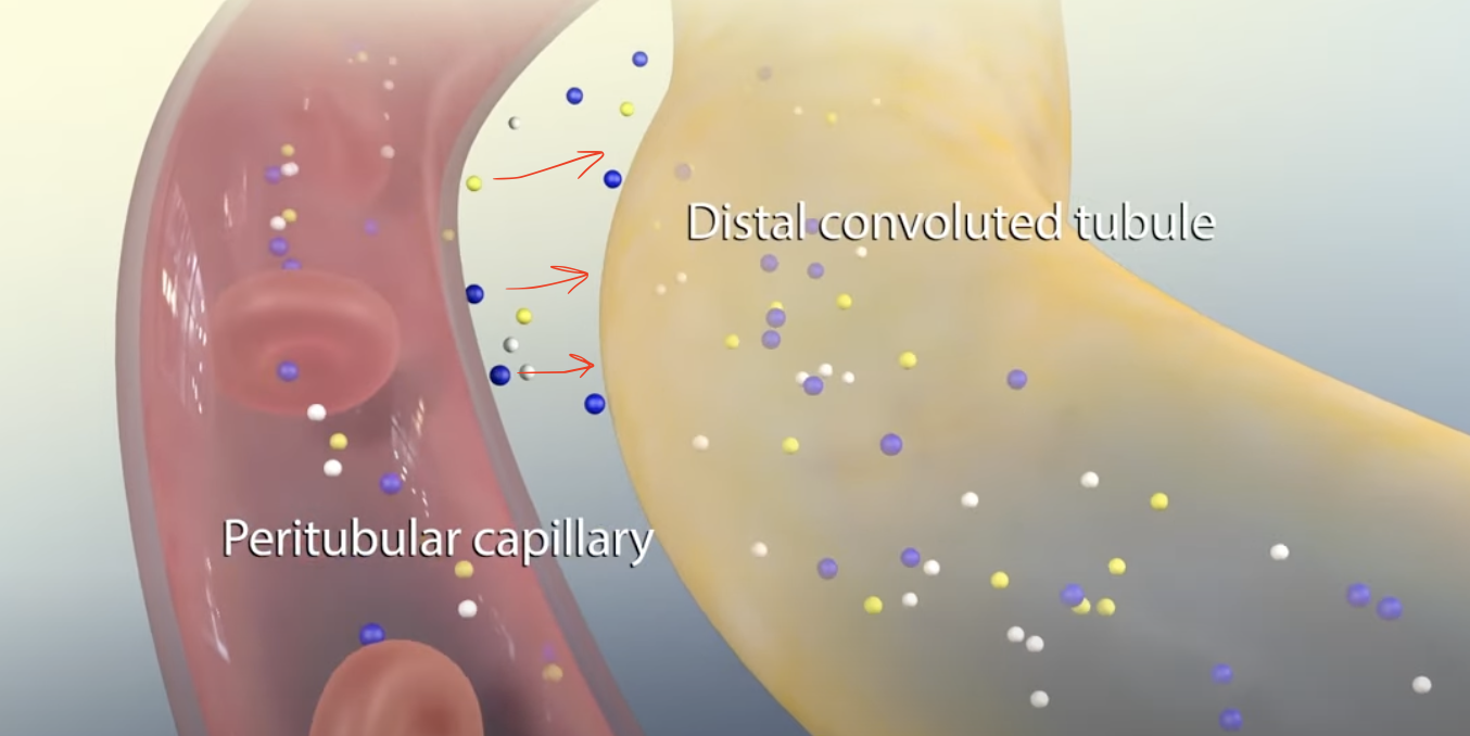 <p>One of the stages in the process of forming urine</p><p>Additional <strong>waste products</strong>, such as hydrogen ions, potassium, and ammonia are actively transported <strong>from the blood into the tubules</strong>, <strong>eliminating toxins</strong> and <strong>regulating blood pH</strong></p>