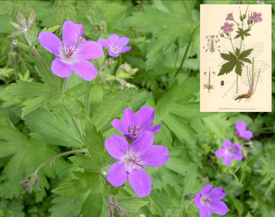 <p>Skog och öppen mark. Blommar i juni och juli. Vår vanligaste näva. </p>