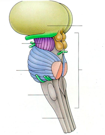 label the parts of the brain stem