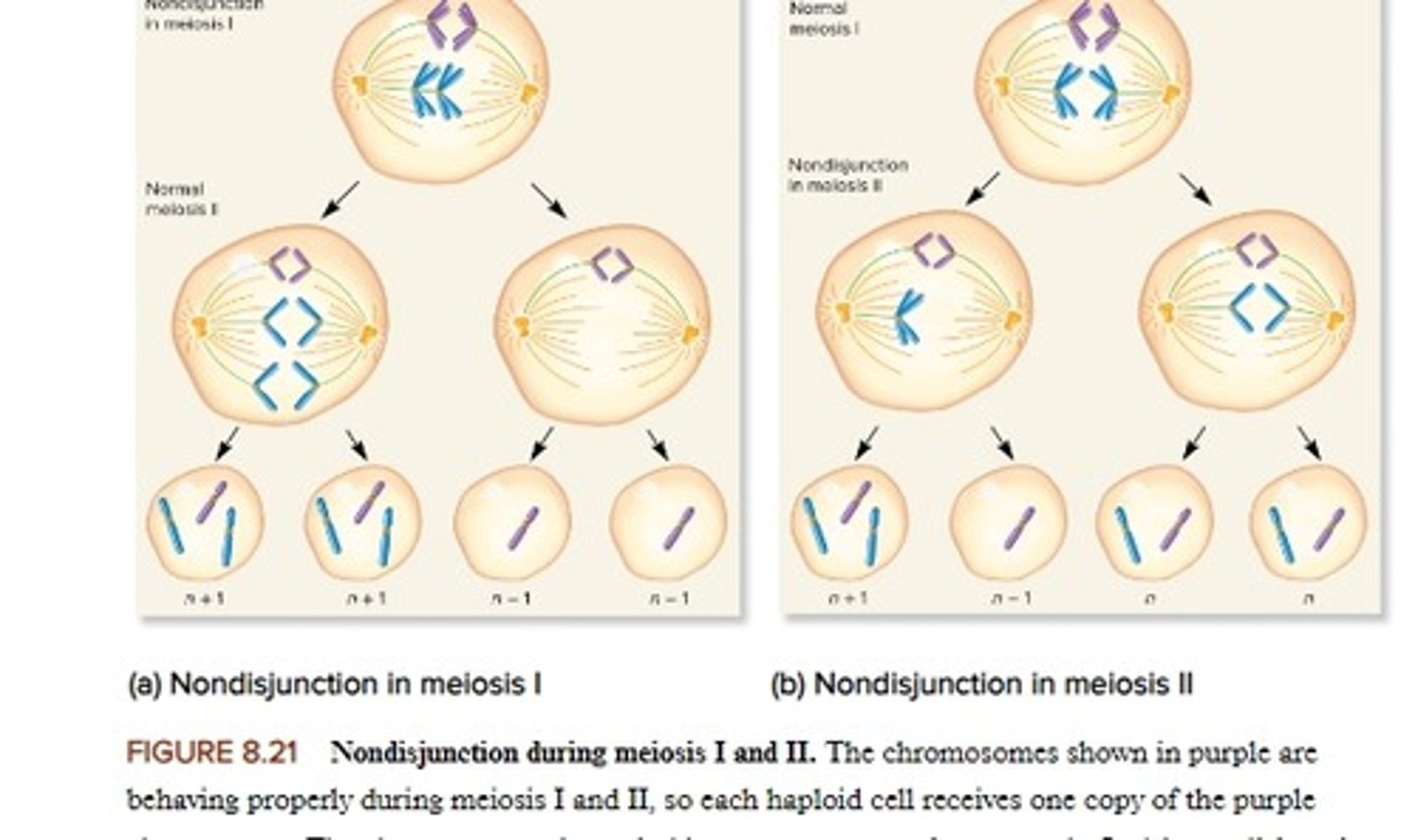 <p>The event in which chromosomes do not segregate equally during meiosis.</p><p></p><p><em>can lead to variation in chromosome number</em></p>