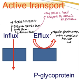 <p><strong><em><u>Intracellular:</u></em></strong></p><ul><li><p>A large number of transporters are expressed by the small intestinal mucosa and play a major role in absorption</p></li><li><p>Substrates for these transporters exhibit absorption higher than expected from their diffusion across membranes</p></li><li><p>Influx subject to saturation of transporters</p></li><li><p>Enzyme specific carriers (Amino Acids)</p></li><li><p>Medicinal chemists have not exploited influx much in drug design – something for future</p></li></ul><p></p>