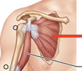 <p>Muscle that covers the scapula</p>