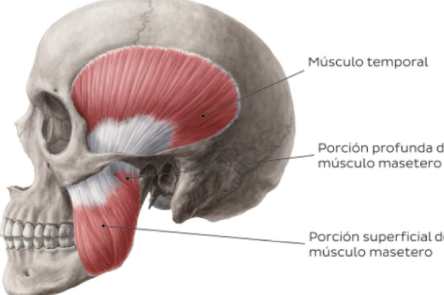 <p><strong>Límite LATERAL/EXTERNO de la fosa temporal</strong></p><ul><li><p>Conformado por el musculo temporal</p></li></ul><p></p>