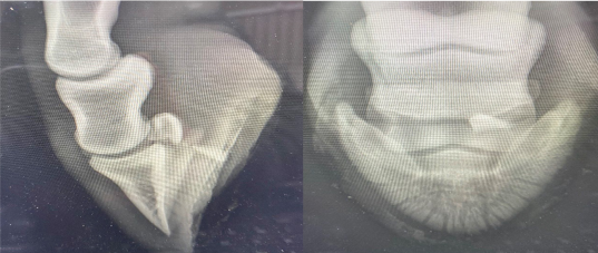 <p>AKP store husdyr blok 1 2024</p><p>Du modtager to røntgenbilleder fra en kollega, der er blevet kaldt ud til en hest med et indtrådt fremmedlegeme. Din kollega er i tvivl om, hvilken anatomisk struktur, der kan være blevet skadet af fremmedlegemet. Kan du hjælpe?</p><p>1 Den elastiske ballepude </p><p>2 Hovleddet </p><p>3 Den distale seneskede </p><p>4 Bursa podotrochlearis</p>