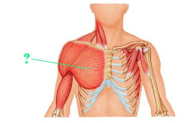 <p><span>Identify the indicated muscle</span></p>