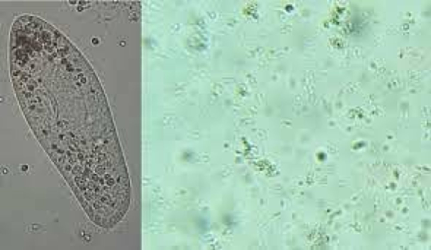 <p>identify </p>