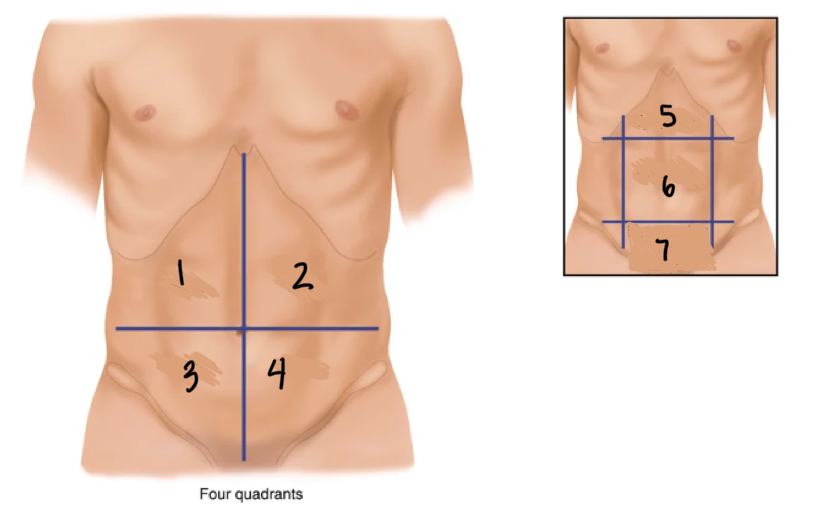 <p>Label the parts of the abdomen</p>