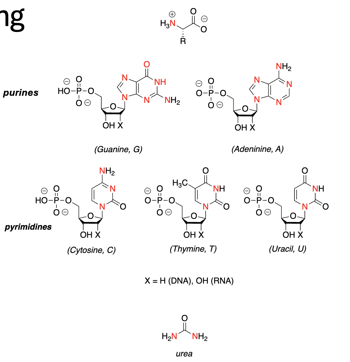 <p><strong>Nitrogen-Containing Compounds:</strong></p><ul><li><p><u>Amino Acids</u></p><ul><li><p>_________</p></li><li><p>_________ (of other AAs & nucleotides)</p></li></ul></li><li><p><u>Nucleotides</u></p><ul><li><p>Comprises nucleic acids (_________ & _________ bases)</p></li><li><p>_________</p></li></ul></li></ul><ul><li><p><u>Urea</u></p><ul><li><p>the Waste product of _________ of _________</p></li><li><p>_________</p></li></ul></li></ul><p></p>