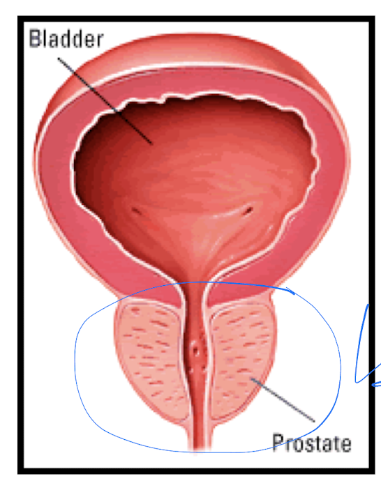 its right under the bladder and goes around the urethra