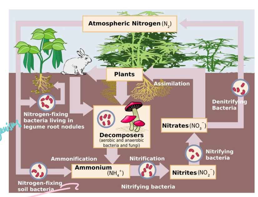 <ul><li><p>nitrogen is unreactive, so it must be fixed by microorganisms into NH3 (ammonia) and NH4 (ammonium)</p></li><li><p>nitrifying bacteria turn ammonia and ammonium into nitrates (NO3) and nitrites (NO2), which plants can then use</p></li></ul><p></p>