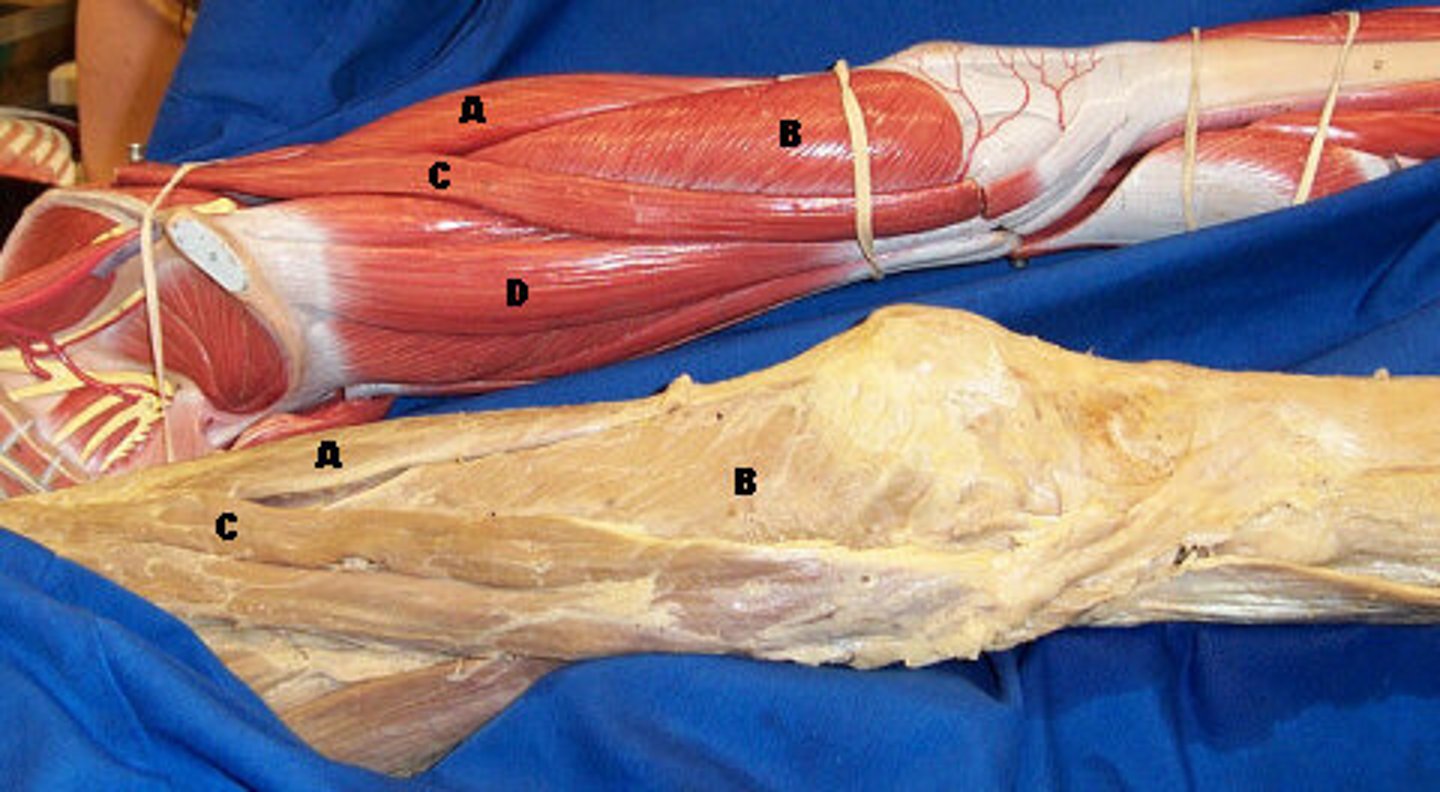 <p>B-, Extend leg @ knee; , Description: Inside of thigh, under Sartorius</p>
