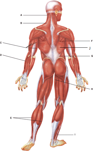 <p>Name the muscle labeled “B” (one word - all lowercase)</p>