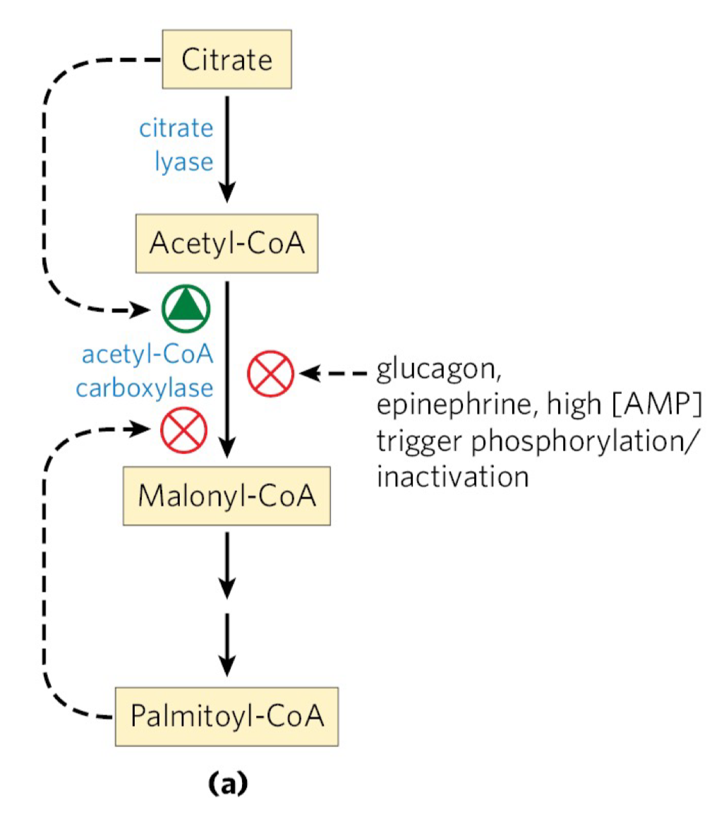 <ul><li><p>we want to synthesize fatty acids when there is an abundance of energy and Acetyl-CoA available</p><ul><li><p>we want to reduce/restrict synthesis when there is not</p></li></ul></li><li><p>ACC, which synthesizes malonyl-CoA (substrate of FA synthesis), is inhibited by glucagon and by high levels of palmitoyl-CoA&nbsp;</p><ul><li><p>glucagon: secreted when blood glucose levels are low in the fasting state</p></li><li><p>palmitoyl-CoA: ultimate product of FAS, negative feedback regulator</p></li></ul></li><li><p>the rxn catalyzed by ACC is the rate-limiting step in FA synthesis</p></li><li><p>when concentration of mitochondrial acetyl-CoA and ATP increase, citrate is transported out of the mitochondria</p><ul><li><p>it then becomes the precursor of cytosolic acetyl-CoA and an allosteric signal of the activation of ACC</p></li></ul></li></ul><p></p>