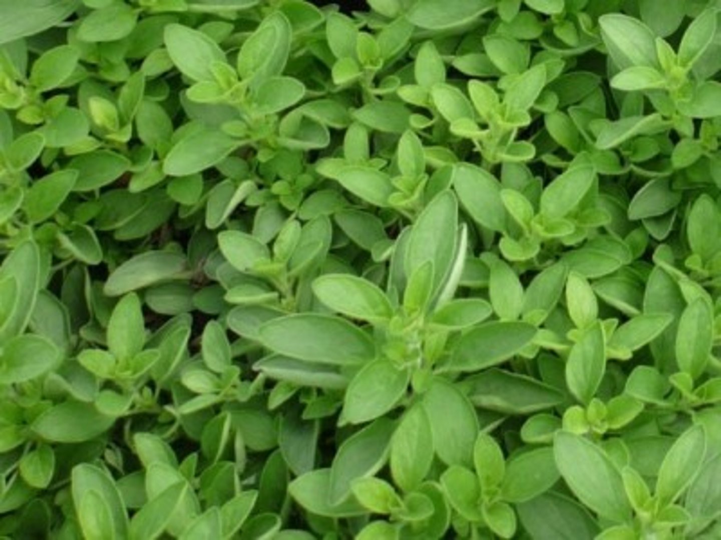 <p>Love, money, happiness, protection, health</p>