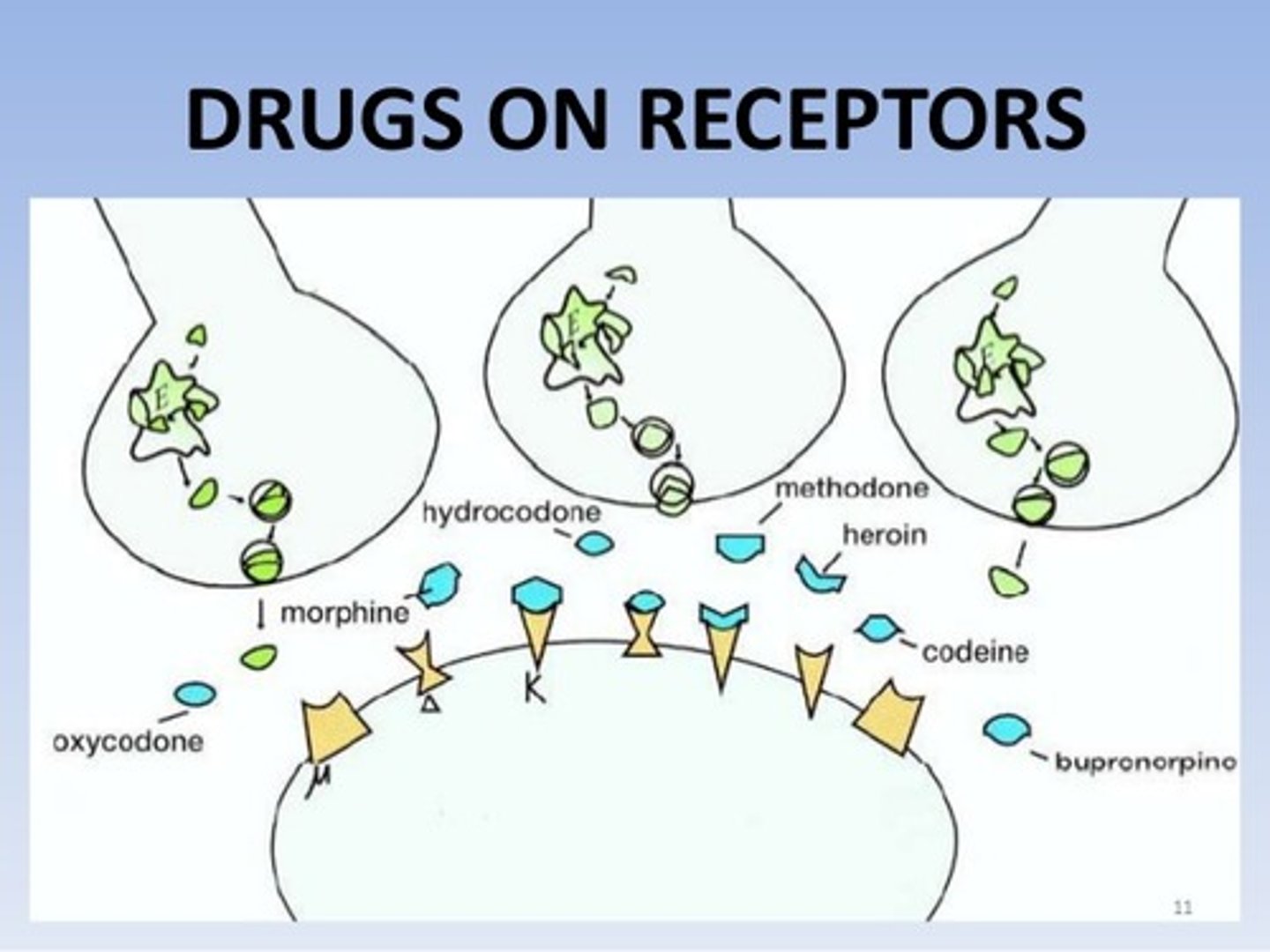 <p>False. The faster a drug takes affect on the body, the MORE likely someone will be dependent on the drug.</p>