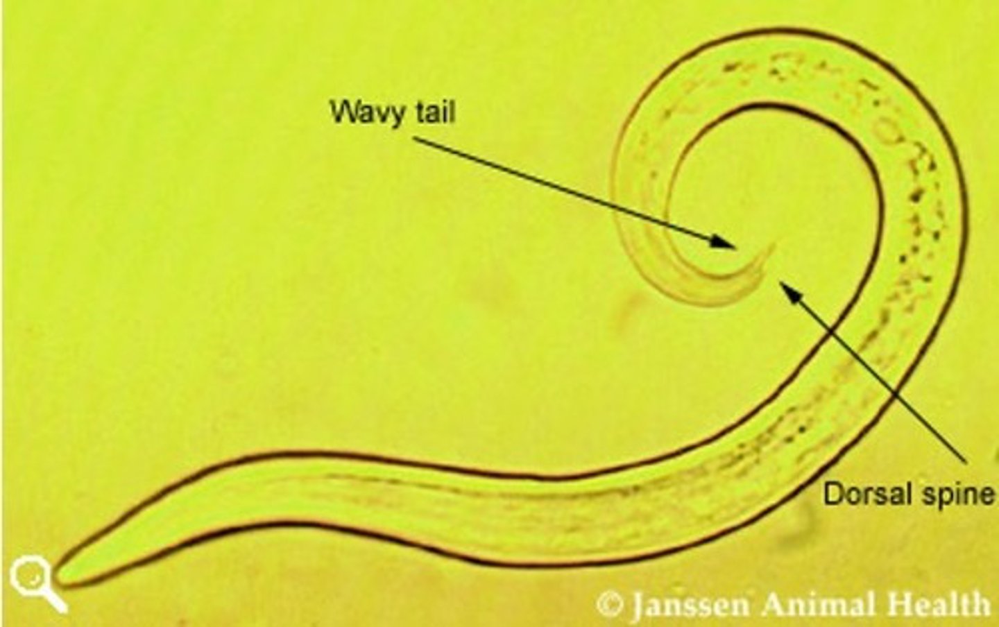 <p>Found incidentally in the lungs of a sheep who died of hepatic failure causes. What parasite is this?</p>