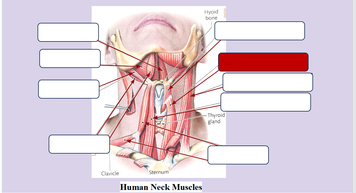 <p>Label the muscle</p>