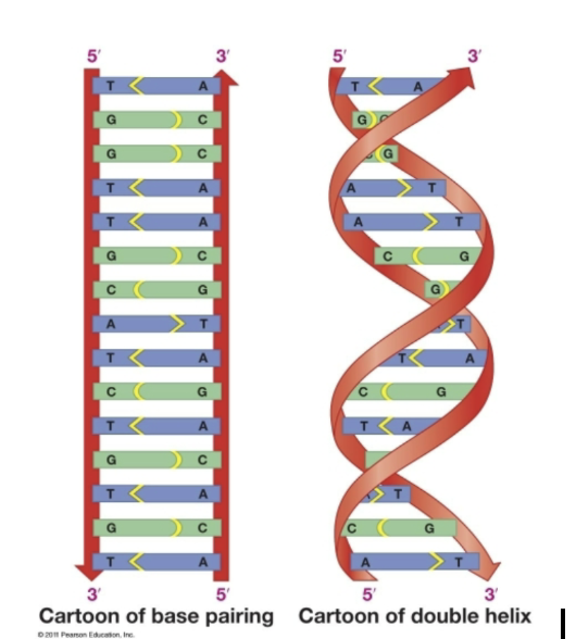 <p><span style="background-color: transparent;"><span>Has to be 3 rings across and C always has to go with G and T always have to go with A (and vise versa)</span></span></p>