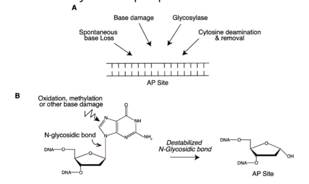 <p>most common DNA lesions from cleavage of the N-glycosidic bond between the nitrogenous base and deoxyribose sugar, leaving an intact phosphodiester bond but no base </p><p>apurinic or apyrimidinic</p>