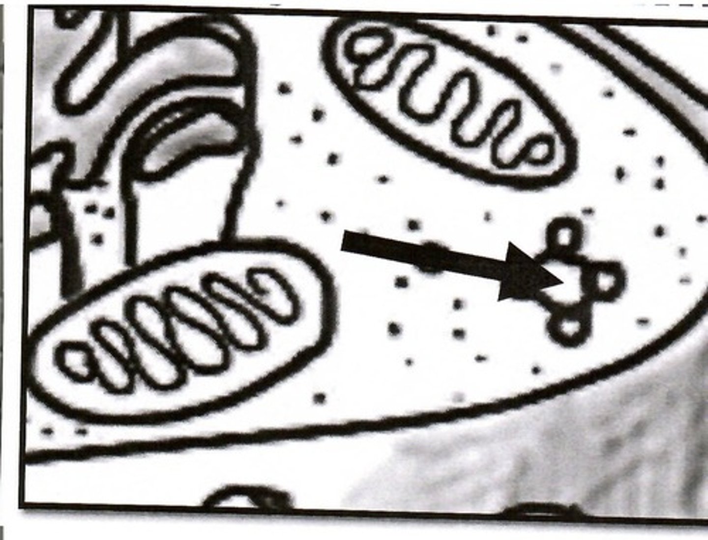 <p>vacuole</p>