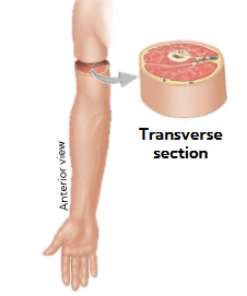 <p>Section cut horizontally across </p><p>divides the body into superior and inferior parts</p><p>cross-section of bone, muscles and vessels</p><p>anterior view</p>