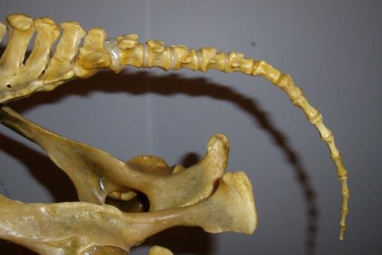 <p>~18 tail bones</p>