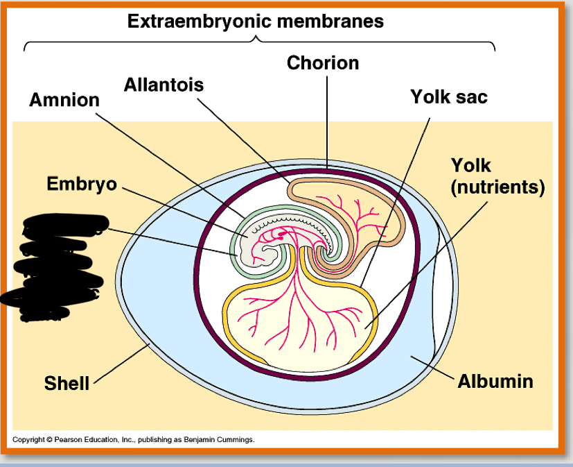 <p>what is the noted structure?</p>