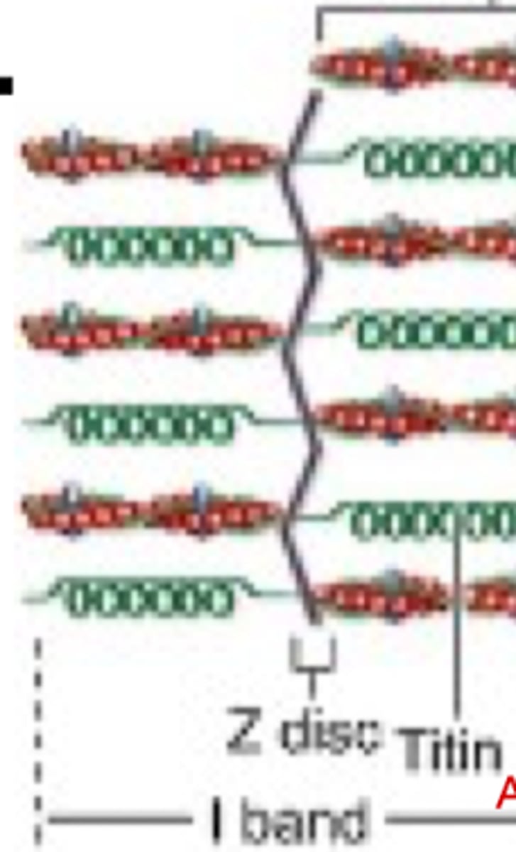 <p>Titin is the largest protein of the body and has what function in the I band?</p>