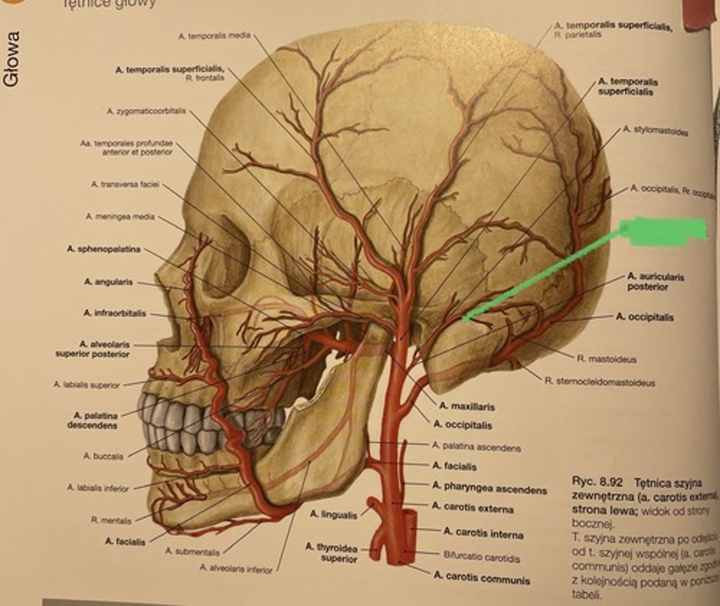<p>6. Arteria auricularis</p><p>- Andre posteriora förgreningen och försörjer bla. ytterörat och runt.</p><p>- OBS! allt som kallas auriculärt har med ytterörat att göra</p>