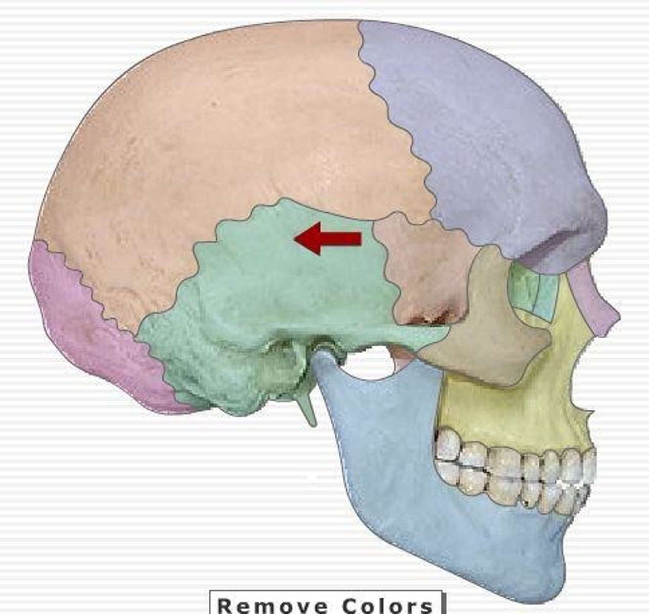 <p>broad, flat area above ear canal and cheek</p>