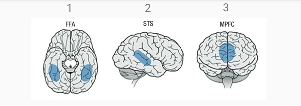 <p>these brain areas hypothesized to have increasingly abstract functions&nbsp; as we move from back to front of brain</p><ul><li><p>FFA: processing faces</p></li><li><p>STS: processing social interactions</p></li><li><p>MPFC: processing self relevance and social value</p></li></ul><p></p>