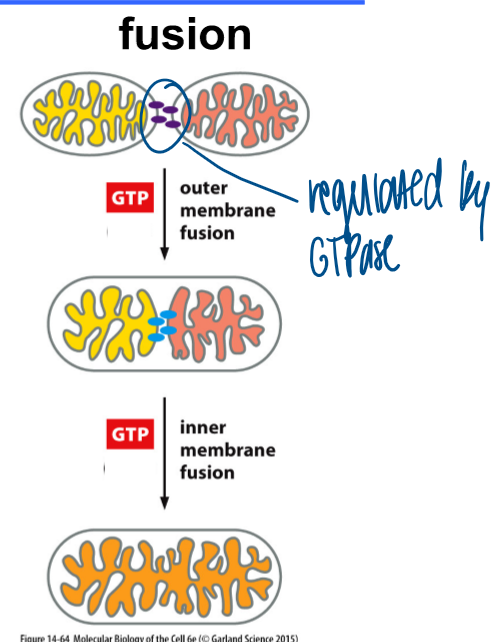 <p>regulated by GTPase and requires 2 gtp inputs&nbsp;</p><ol><li><p>gtp input to fuse the outer membranes&nbsp;</p></li><li><p>gtp input to fuse inner membrane</p></li></ol><p>defective: small fragments bc it cannot fuse together to make bigger parts&nbsp;</p><p></p>
