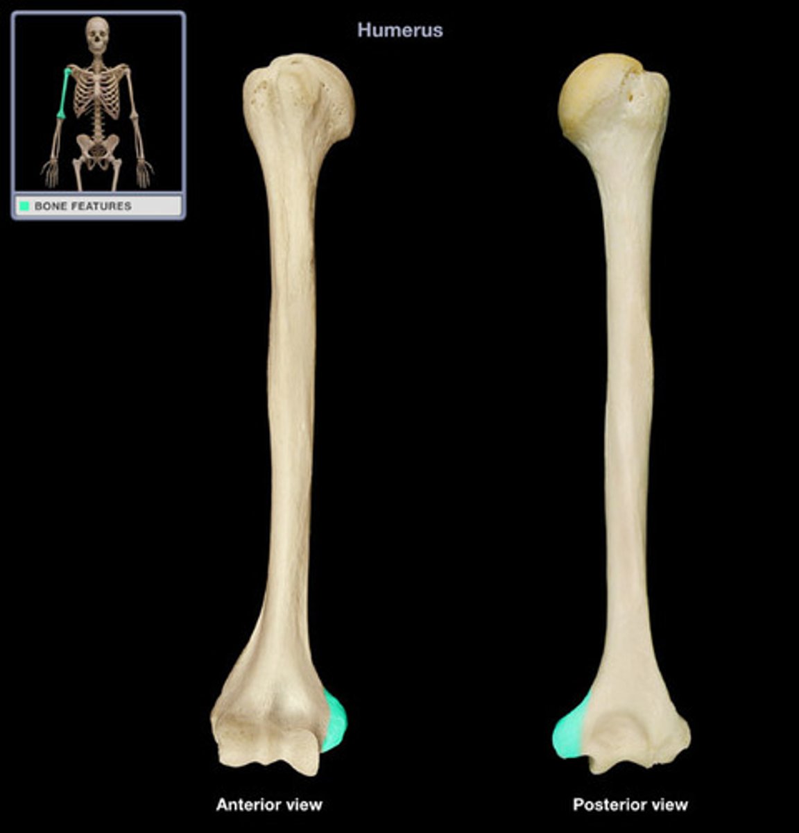 <p>Located to the sides of the condyle. The medial epicondyle is larger than the lateral one.</p>