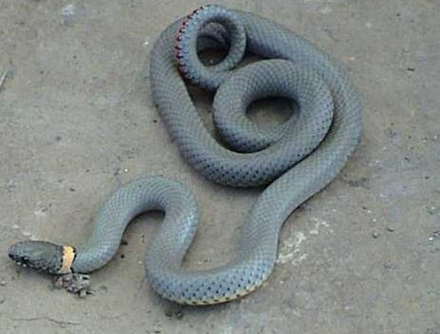 <p>Ring-necked Snake</p>