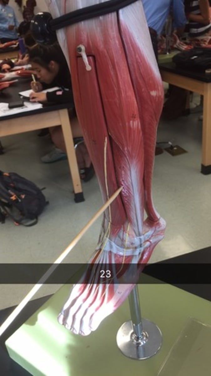 knowt flashcard image