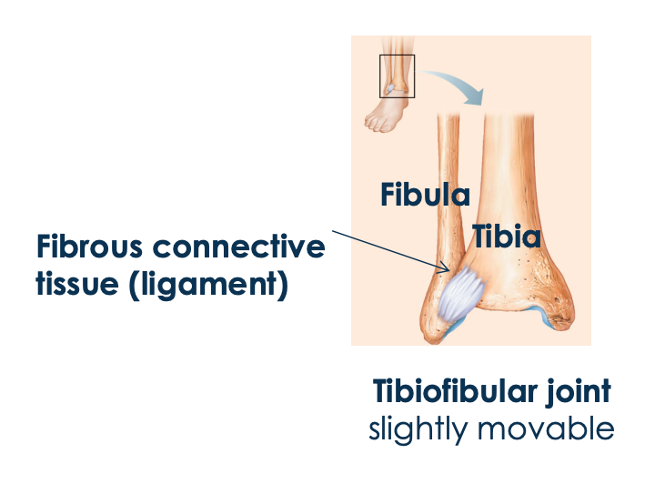 <ul><li><p>Tibiofibular joint (slightly movable) </p></li></ul>