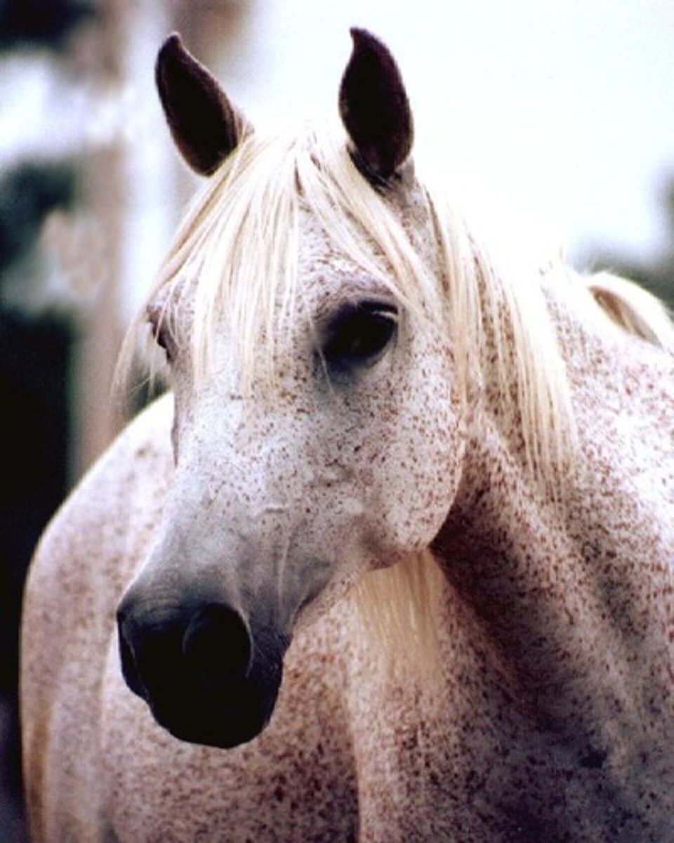 <p>type of gray with small specks of black present</p>