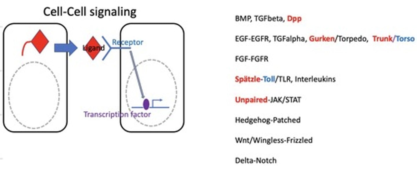 <p>The type of protein</p>