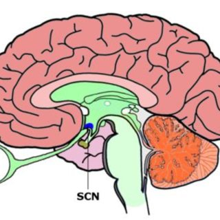 <p>This releases melatonin, helping us fall asleep. Bright lights turn it off, keeping us awake.</p>