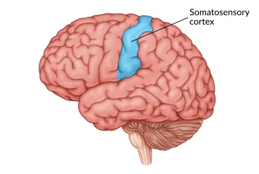 <p>The<mark data-color="#b6a9dc" style="background-color: rgb(182, 169, 220); color: inherit;"> somatosensory cortex </mark>is located in the parietal lobe. It processes sensory information like touch, temperature, pain, and body position.</p>