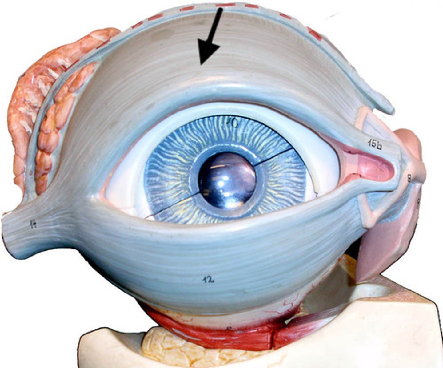 <p>Protects and moistens the eye</p>