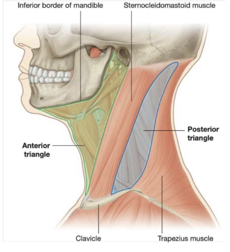 <p><span>Divided into anterior &amp; posterior triangles –</span></p><ul><li><p><span>The boundaries of the anterior triangle are the anterior border of the sternocleidomastoid muscle, the inferior border of the mandible, and the midline of the neck</span></p></li><li><p><span>The boundaries of the posterior triangle are the posterior border of the sternocleidomastoid muscle, the anterior border of the trapezius muscle, and the middle one-third of the clavicle&nbsp;</span></p></li></ul>