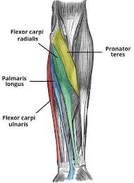 <p>Palmaris longis</p>