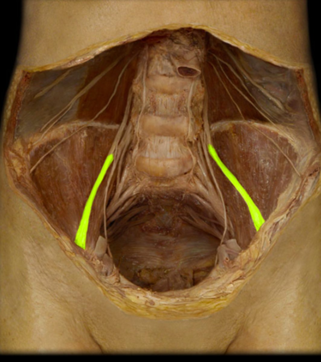 <p><em>identify the structure</em></p>