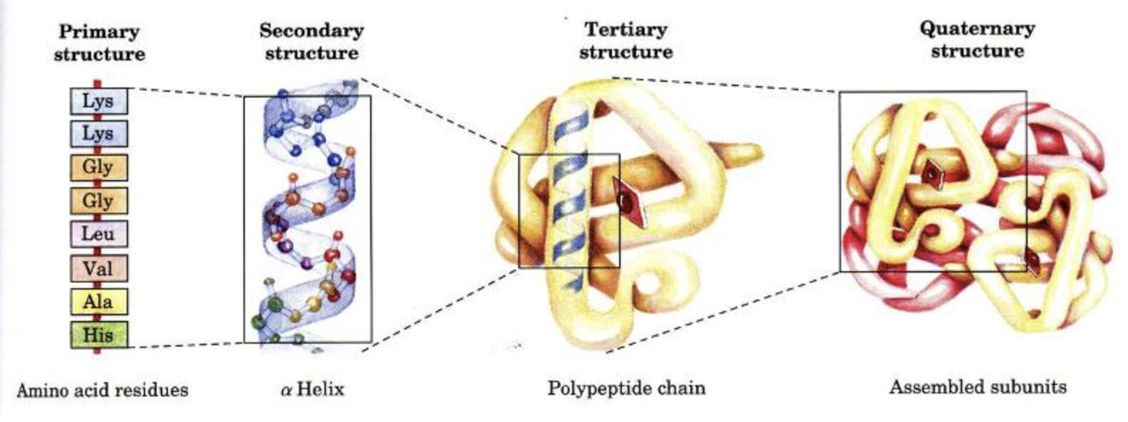 <p>four structures of protein: </p><ul><li><p><u>primary:</u> sequence of amino acids linked by peptide bonds</p></li><li><p><u>secondary:</u> stabilized by hydrogen bonds between amino acids </p><ul><li><p>alpha helices &amp; beta sheets) </p></li></ul></li><li><p><u>tertiary:</u> 3-D structure of polypeptide chain maintained by disulfide bridges, hydrogen bonds, ionic bonds, &amp; hydrophobic interactions </p></li><li><p><u>quaternary structure:</u> interaction between multiple polypeptide chains within a protein </p></li></ul>